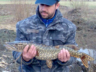 Damir Črnjević